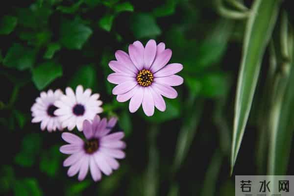 我藏不住对你的爱恋