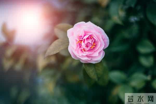 我藏不住对你的爱恋