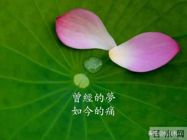 既然无缘，何须誓言。