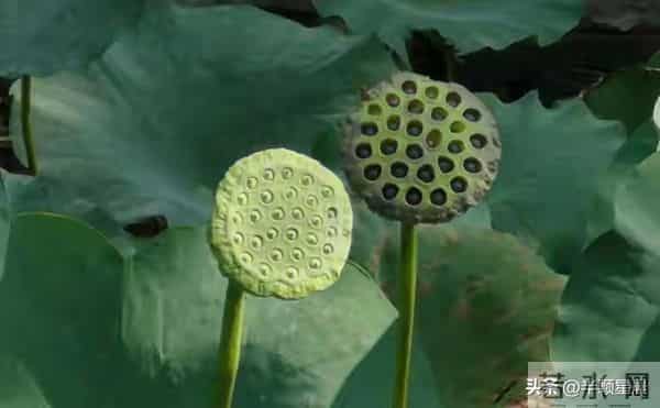 父亲过世十二年后，我才明白：人到中年，没有必要和老人住在一起