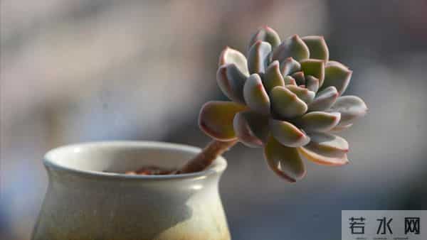 母亲住院女儿伺候，出院让儿女均摊费用，大哥一句话母亲才知错了