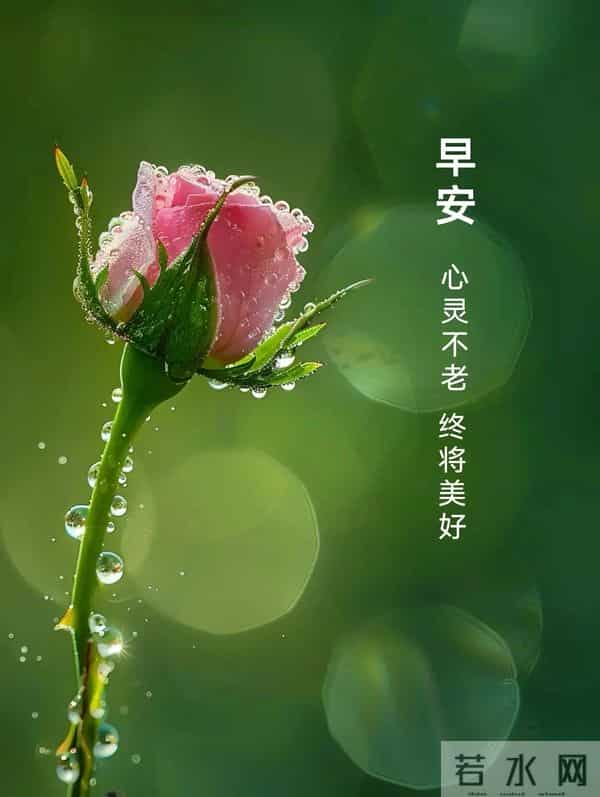 冬日晨光暖，福气踏雪来～ 事事顺意不添愁，一顺百顺福满怀，早安