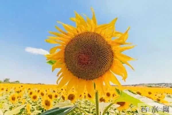 两性关系-活到五十岁，如果占三条以上你就是幸福老人，该知足了