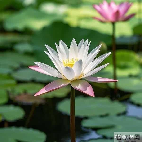 巅峰星座开启十年大运!前三名非你莫属!