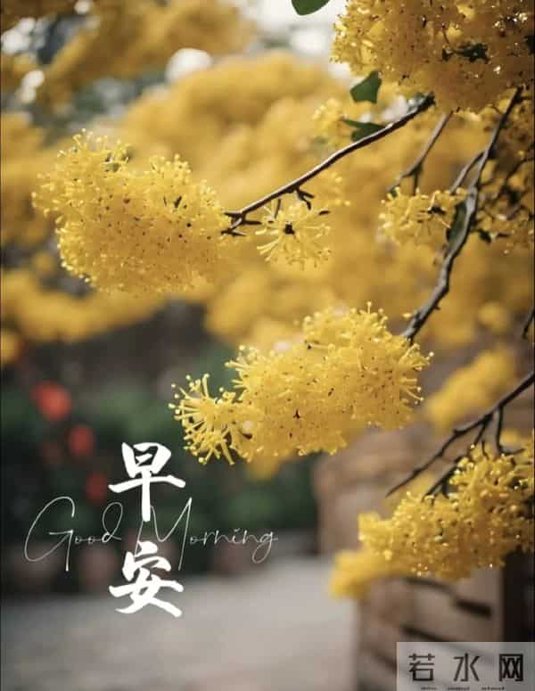 2025.11.5 冬天周五早安愉快!最新精美周五早上好温馨祝福语图片