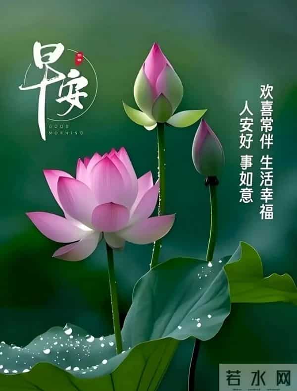晨露与芬芳,致早安