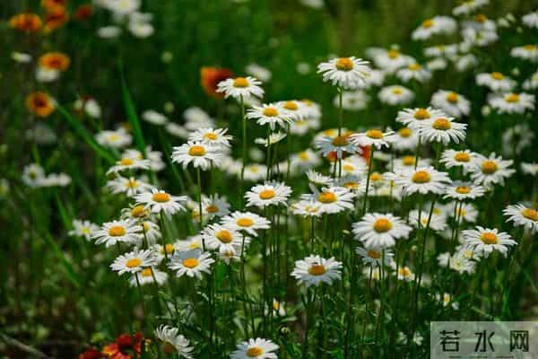 别让“蚊子”搅乱你的大象人生——认知升级，情绪自洽的生活智慧