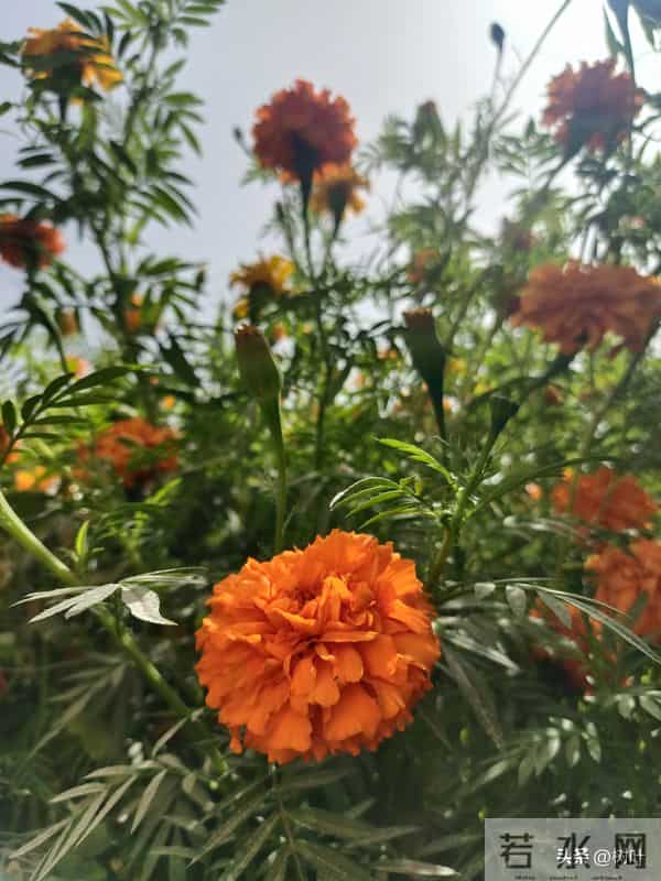 妈妈的任务(十六)