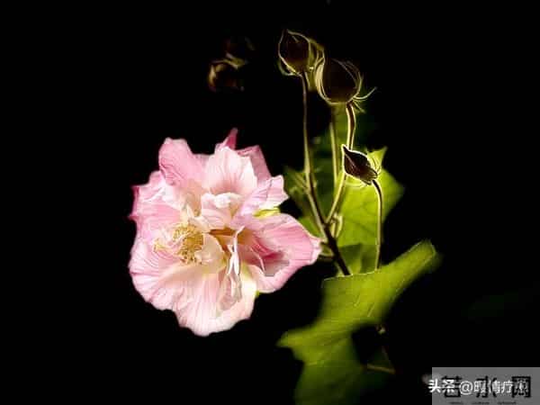 老了才明白-独来独往,没有朋友的人,往往具备这些优秀品质