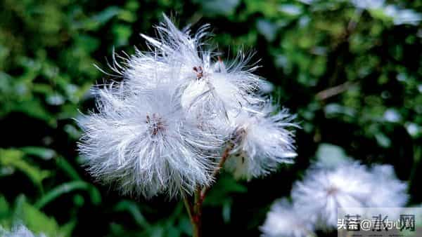 人民日报：快乐不是因为事事顺心，而是选择了看淡不顺心的事