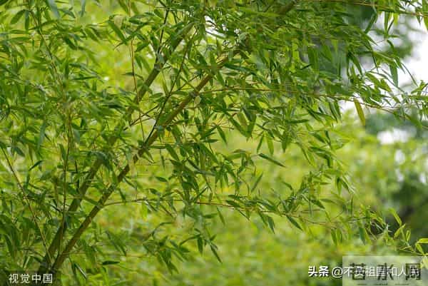 散文：冬天里的绿竹