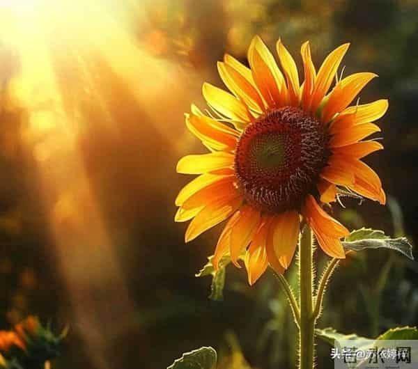 梦见逝去的亲人对自己说话，是安慰还是警示？心理学这样解释