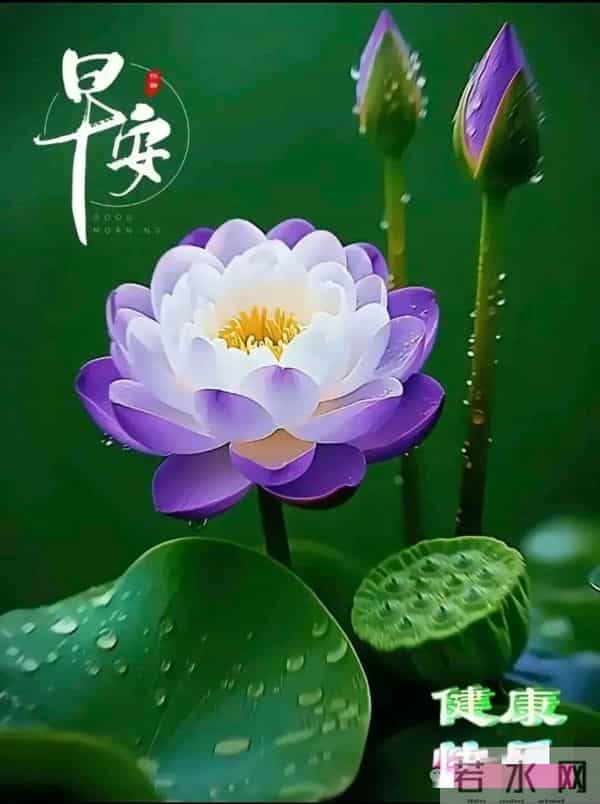 今日最新版超级好看,早上好精选图片,祝福早安吉祥!