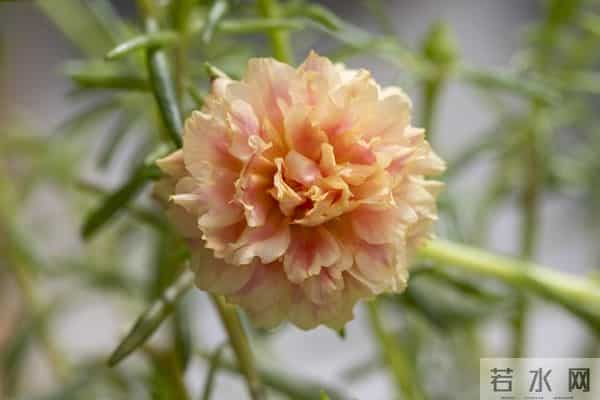 射手座2026年运势：好运躺赢，压力集中在感情和钱包