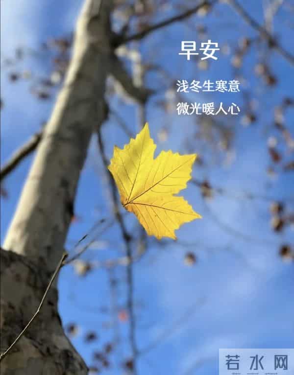 2025.11.5 冬天周五早安愉快!最新精美周五早上好温馨祝福语图片