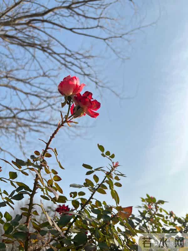 婆婆英雄媳好汉179(原创)