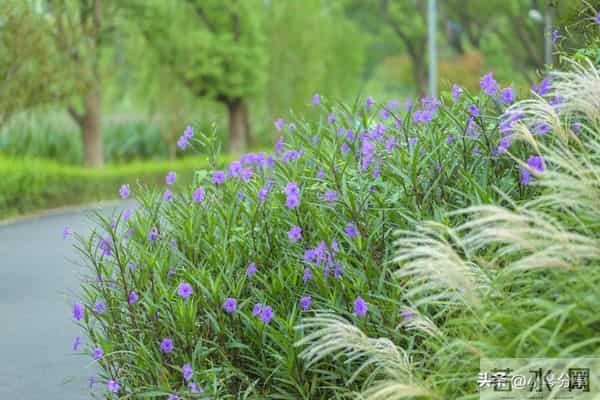 女人退休发现老伴外面有人，没哭闹背包走出，2年后老伴心梗过世