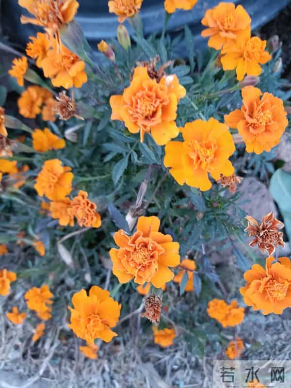 张晓磊的爆款文章:不要追求完美,失去了自己原来的样子。