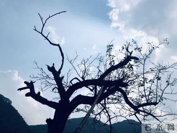 今日爆款文章：《轻抚生活，浅绘人生》