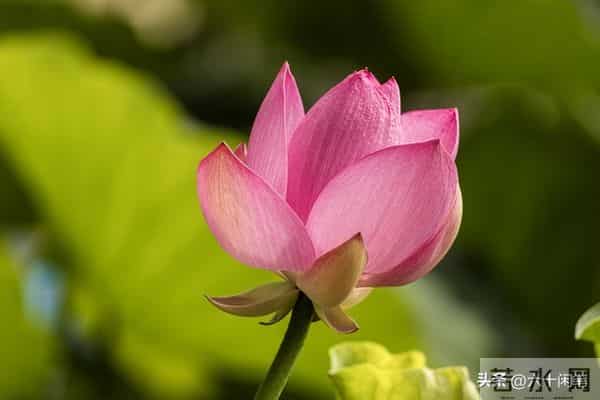 爱自己，还是自己终极的修行，活通透了，万物皆是风景