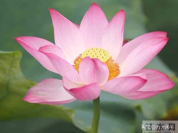 爱自己，还是自己终极的修行，活通透了，万物皆是风景