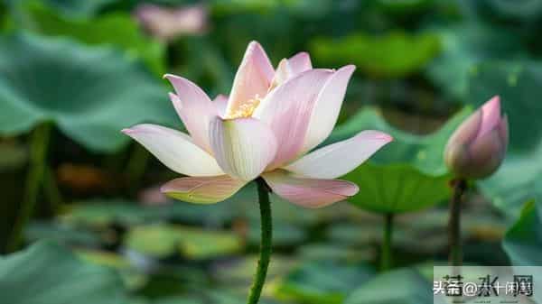 爱自己，还是自己终极的修行，活通透了，万物皆是风景