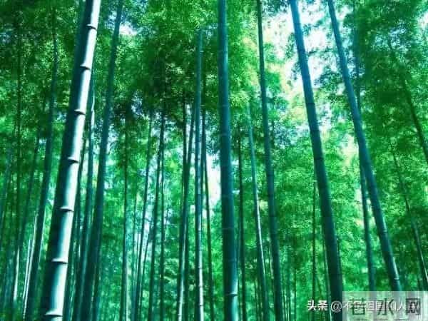 散文：冬天里的绿竹