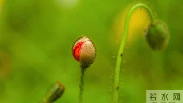 时来运转，你的好日子要来了