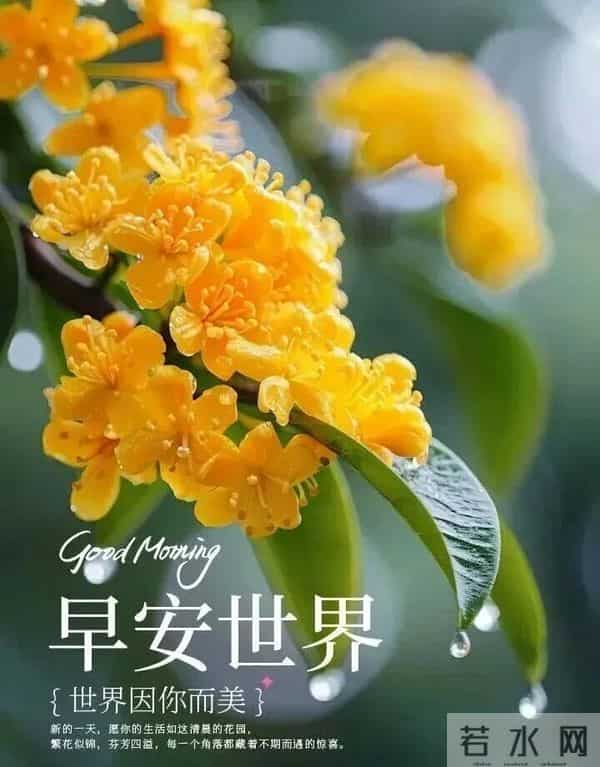 冬日晨光暖，福气踏雪来～ 事事顺意不添愁，一顺百顺福满怀，早安