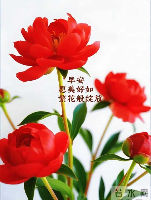 「2025.12.05」今日唯美早安祝福图片问候，温馨早上好祝福语