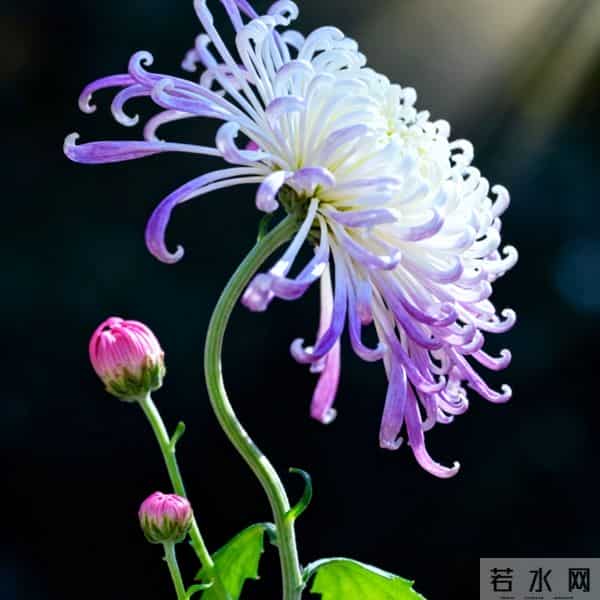 亲家初次见面，带对3样东西，体面又拉满好感（建议收藏）