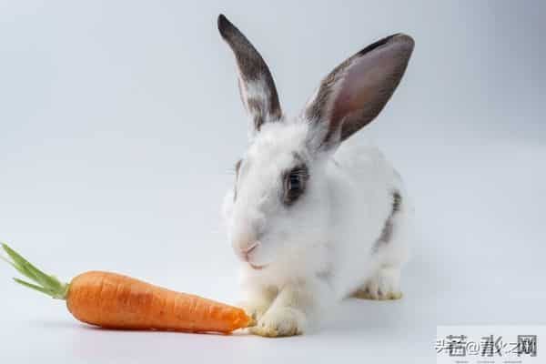 卯兔,12月7日至9日最大的“坎”,可能不是事,而是人