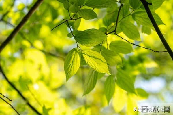 过了今晚,你的坏运气就会到此为止!明天开始,全是舒心日子!
