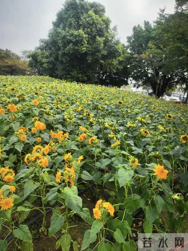 高效社交的底层逻辑-四步搞定有效沟通,告别社交尴尬