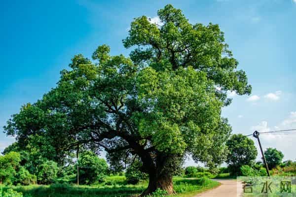 绿化工程工程量计算+清单编制步骤:精准算量、规范组价不踩坑