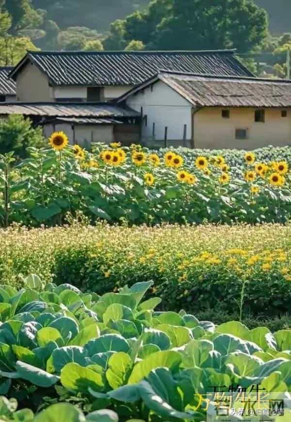 说话的艺术：藏在言语里的处世之道