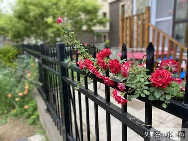 文章与微头条能否同发?帐号垂直如何取会,新手创作者该怎样破局