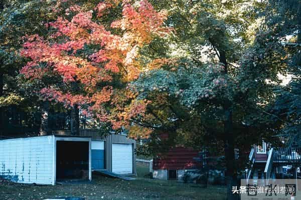 文章与微头条能否同发?帐号垂直如何取会,新手创作者该怎样破局