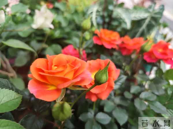 【努力不是争风光,是遇事不低头,护得住家人】