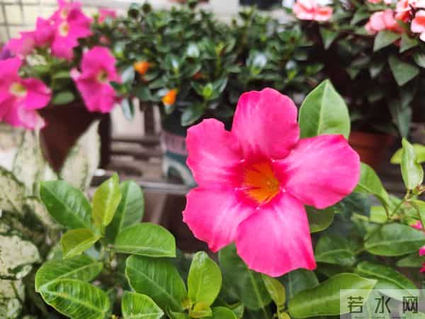 【努力不是争风光,是遇事不低头,护得住家人】