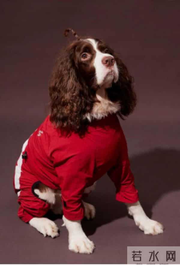 当代年轻人：自己拼夕夕，给狗穿阿迪和锐步