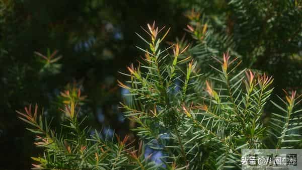 澳洲茶树精油：成分 + 核心功效全解析，天然护肤 & 抑菌神器！