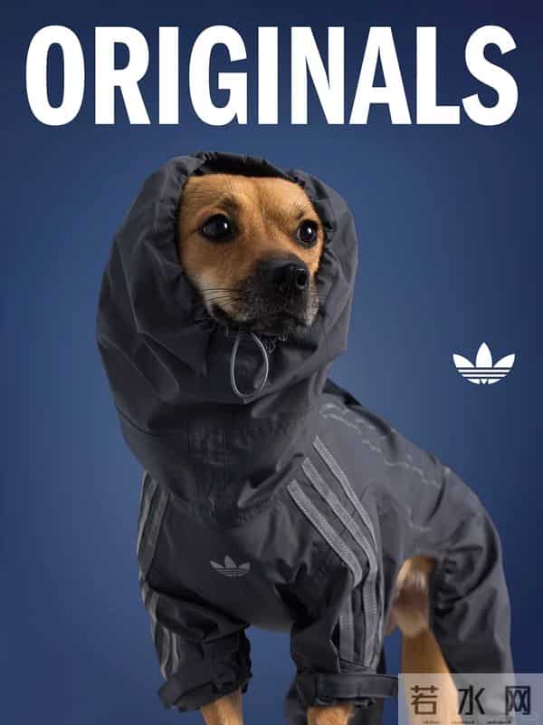 当代年轻人：自己拼夕夕，给狗穿阿迪和锐步