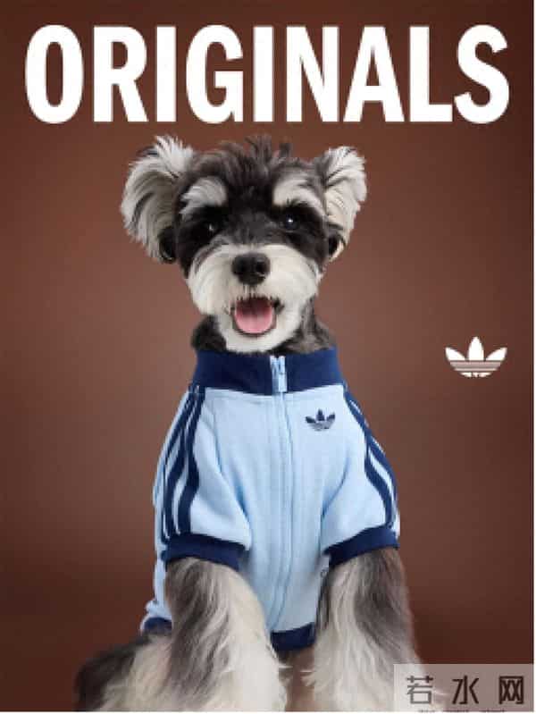 当代年轻人：自己拼夕夕，给狗穿阿迪和锐步