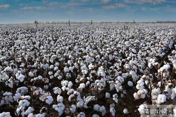 棉花去哪儿了？