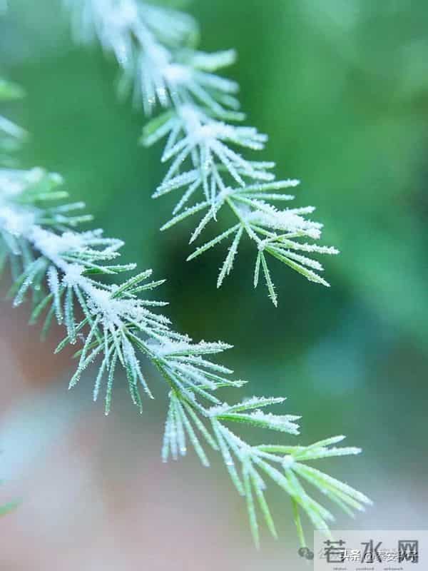这个冬天“羽绒服+裙子”太好看!修身减龄,女人味十足
