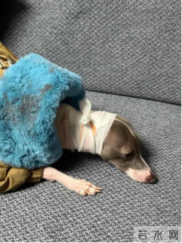 当代年轻人：自己拼夕夕，给狗穿阿迪和锐步