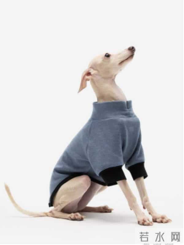 当代年轻人：自己拼夕夕，给狗穿阿迪和锐步