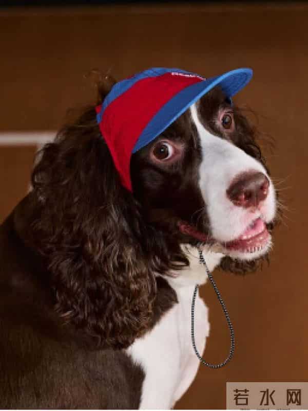 当代年轻人：自己拼夕夕，给狗穿阿迪和锐步