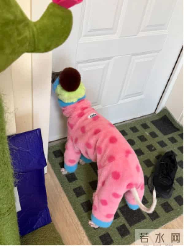 当代年轻人：自己拼夕夕，给狗穿阿迪和锐步